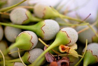 Styrax japonica - sturač japonský - plody
